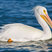 American White Pelican